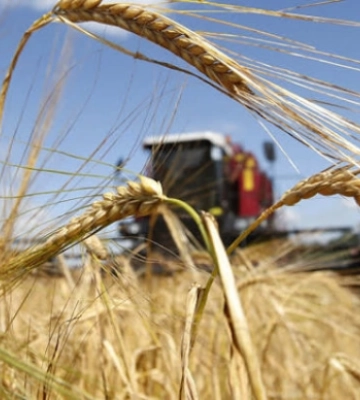 Аграрії Дубенщини завершують збір ранніх зернових