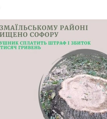 На Одещині чоловіка оштрафували за зрубане дерево
