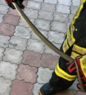 У соборі в Ізмаїлі виявили змію