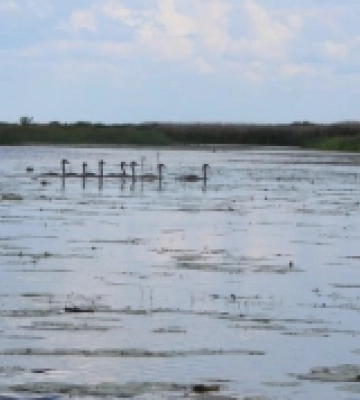 На Волині в національному парку провели обліки водоплавних птахів