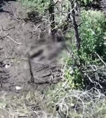 Раненый оккупант взорвал себя гранатой на Краматорском направлении. ВИДЕО