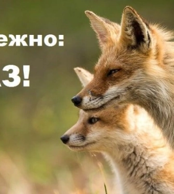 На Конотопщині зафіксовано сказ у лисиці
