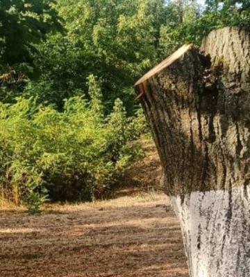 12 дерев незаконно зрубали в парку на Харківщині