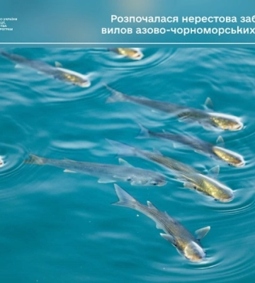 У Чорному морі та причорноморських лиманах встановлено заборону на вилов азово-чорноморських кефалей