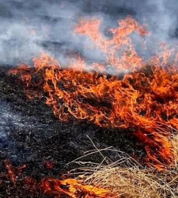 Екологи підрахували збитки, яких днями зазнало довкілля внаслідок масштабної пожежі на Одещині