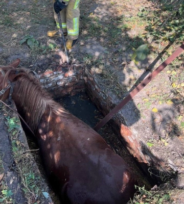 На Волині врятували коня та собаку, які потрапили до ям