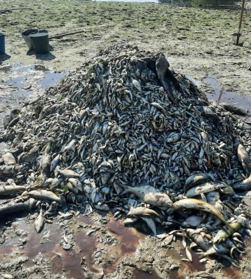На Сумщині виловили і захоронили мертву рибу з Сейму