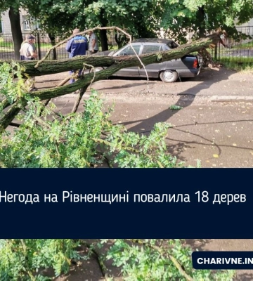 На півночі Рівненщини негода повалила майже 20 дерев