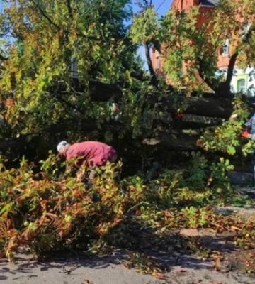 На півночі Рівненщини негода повалила майже 20 дерев
