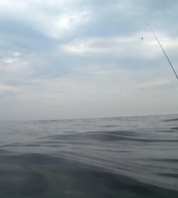 Після підриву Каховської ГЕС у Чорному морі відновлюється популяція риби