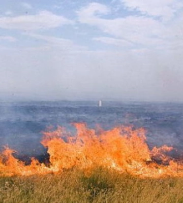 Загарбники майже знищили заповідник «Асканія-Нова», а тварин вивозять у Росію - Прокудін