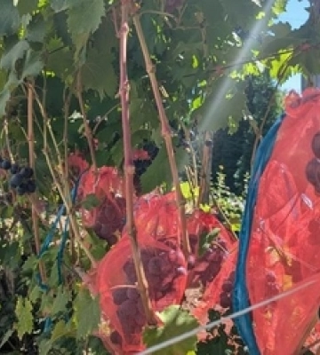 У Луцькому районі подружжя вирощує 30 сортів винограду та 100 сортів хризантем (фото, відео)