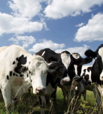 Виробники сільськогосподарської продукції Київщини отримають понад 7 млн грн дотації
