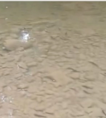 У річки Закарпаття протягом тижня вселили 101 685 екземплярів водних біоресурсів