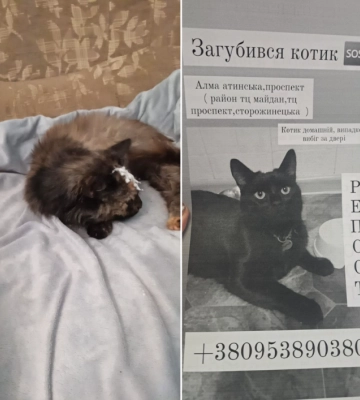 У Чернівцях загубився котик Рудольф. За нього обіцяна винагорода