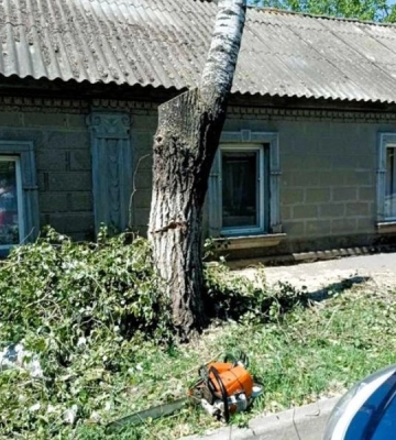 На Одещині незаконно знищили дерево