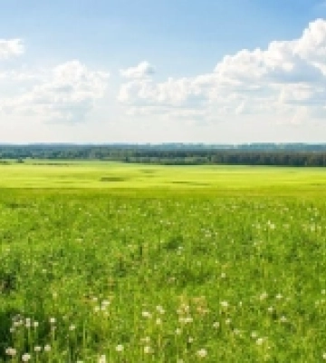 На Миколаївщині зафіксували 400 гектарів степових ділянок з червонокнижними видами