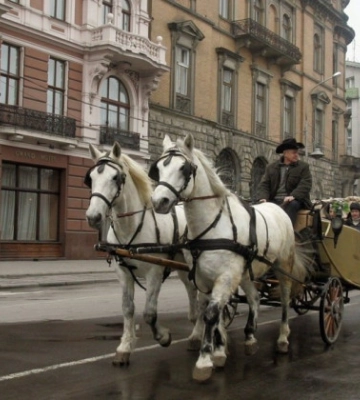 У Львові заборонили кінні упряжки в центрі міста