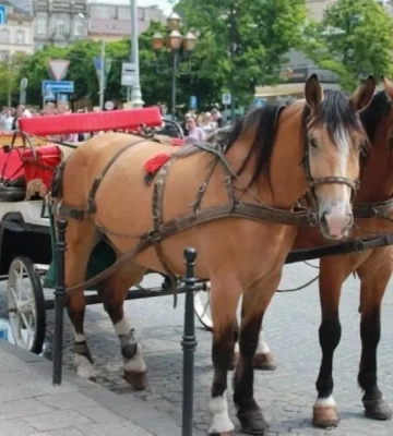 У Львові заборонили кінні упряжки в центрі міста