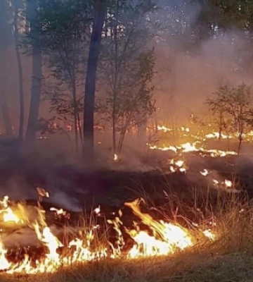 Через російський обстріл 26 серпня на Кіровоградщині горіло 40 гектарів лісу
