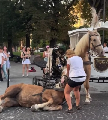 У Львові знепритомнів кінь, що возив людей на кареті