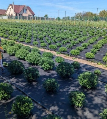 У Луцькому районі родина вирощує 30 сортів винограду та 100 сортів хризантем