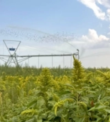 Попкорн для Болгарії, амарант для Nestle та експериментальне поле з рисом: що цікавого вирощують на Подільщині
