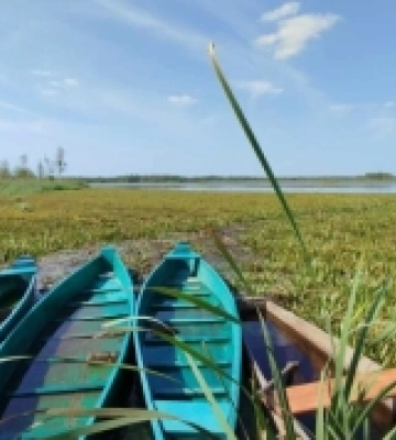 Біля озера на Волині ростуть орхідеї, лапландська верба та інші рідкісні рослини