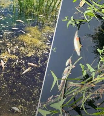 У річці Сейм на Чернігівщині виявили амоній