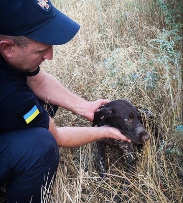 На Одещині врятували собаку, який впав у колодязь