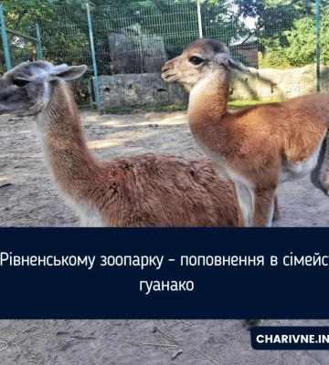 У Рівненському зоопарку - поповнення в сімействі гуанако