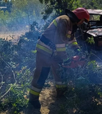Негода на Миколаївщині: вітер повали 7 дерев