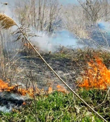 На Рівненщині масово горить трава