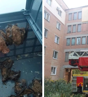 Понад 200 кажанів потрапили у пастки в Полтаві