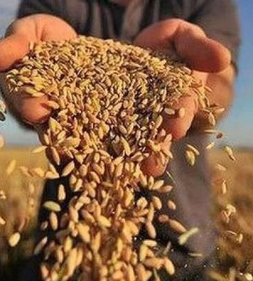 Ворог вивозить українське зерно до Ірану