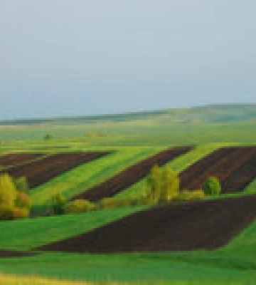 ФДМУ оголосив перші аукціони з оренди с/г землі