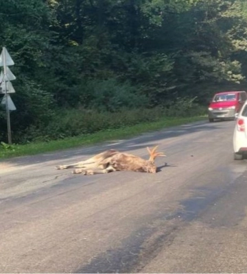 На Львівщині за вихідні попались 24 пʼяних водія