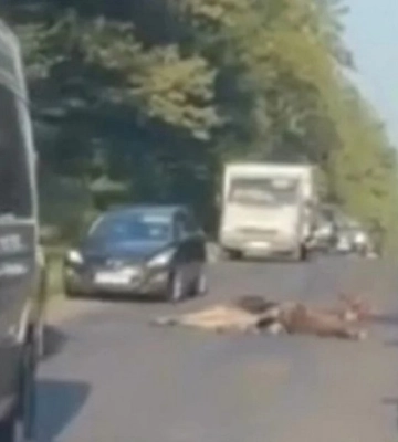 Поблизу Львова мікроавтобус збив на смерть лося (ФОТО)