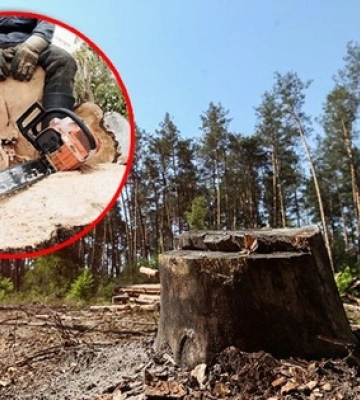 На Волині чоловіка оштрафували на понад 220 тисяч за вирубку дерев