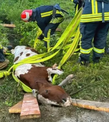 На Івано-Франківщині корова впала у яму: знадобилася допомога рятувальників
