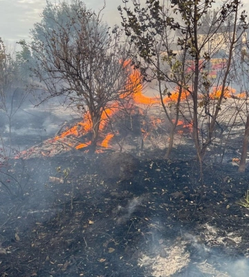 На Волині природоохоронці спіймали паліїв на гарячому