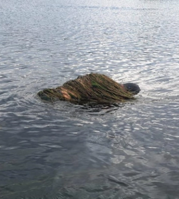 У Дністрі виявили обвитого водоростями потопельника