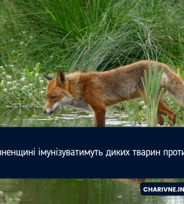 На Рівненщині імунізуватимуть диких тварин проти сказу