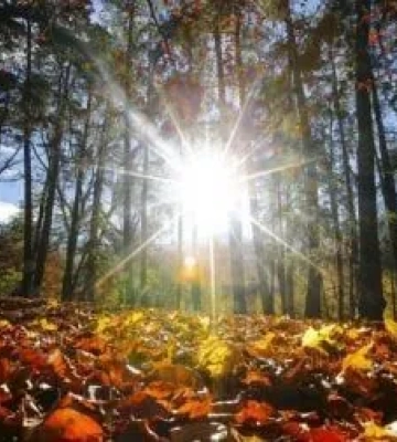 Ясна погода та до 28° тепла очікуються сьогодні на Київщині