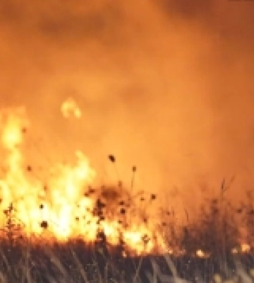 На Рівненщині згоріло шість гектарів заповідника: що відомо