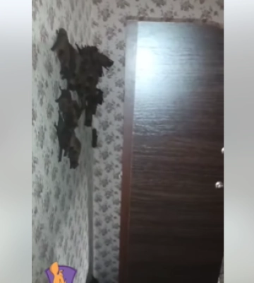 В Киеве в дом залетело более 350 летучих мышей, видео