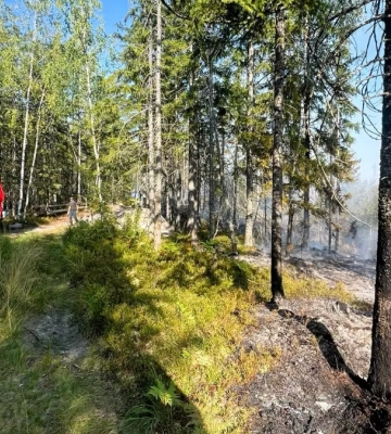 Залучили 7 рятувальників: в Косівському районі горів ліс