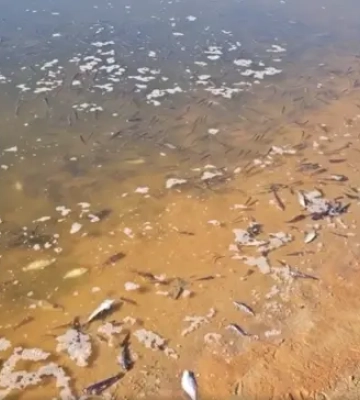 У Чернігові спостерігають незначний мор риби у Десні, вода потемніла