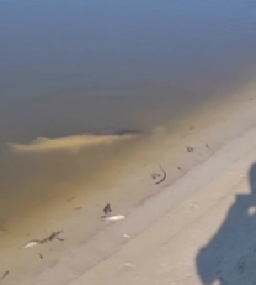 В Чернигове потемнела вода и наблюдается массовый замор рыбы