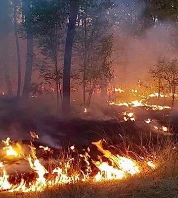 За тиждень внаслідок пожеж в Україні знищено 341 гектар лісу: найгірша ситуація на Кіровоградщині